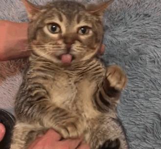 我们家猫真的很弱智怎么办,猫为什么又蠢又自以为是