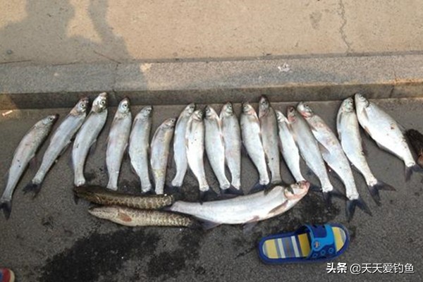 野外钓翘嘴怎么钓最好,钓翘嘴用什么方法最好钓