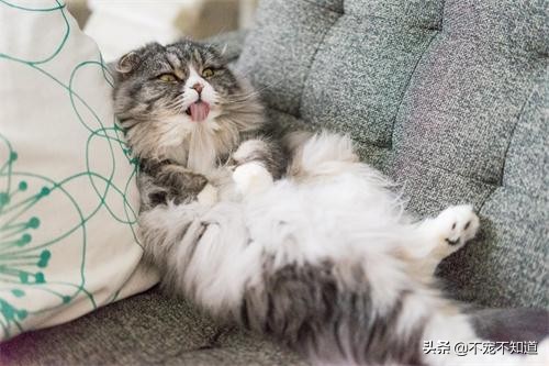 猫咪误吞小东西怎么办,猫咪吃了异物怎么快速拉出来