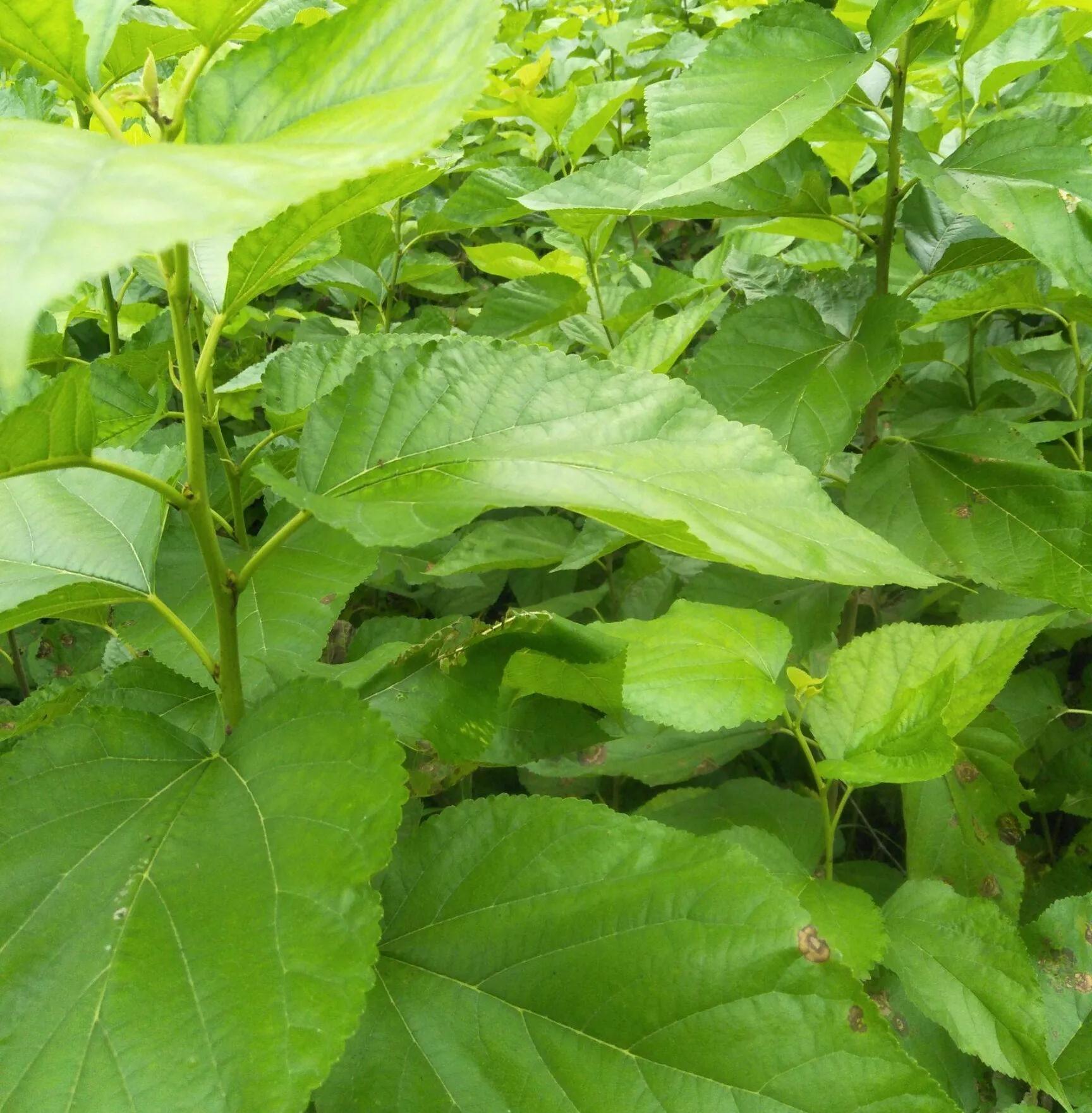 中药里面的桑黄,中药中的桑黄