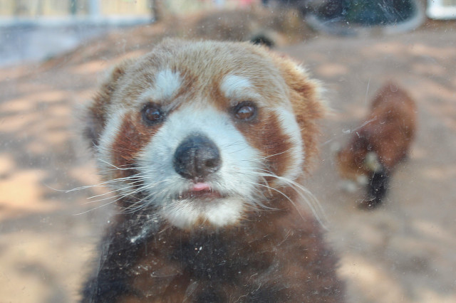 宿州火车站到宿州野生动物园,济南野生动物园和宿州野生动物园