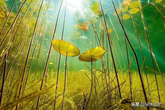 啥是草本,什么叫草本和木本