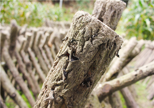 黑木耳种植技术椴树,露天种植黑木耳技术视频