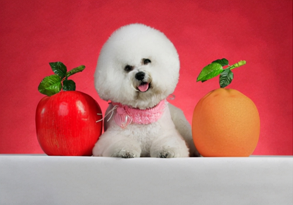 寄生虫困扰:狗狗里的寄生虫,怎么处理会比较好而且快速?