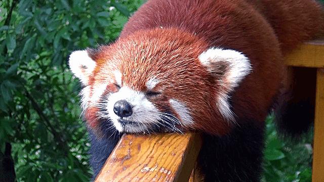 1h刹拢！想看大熊猫就去这3个地方，人少像包场，散养小熊猫