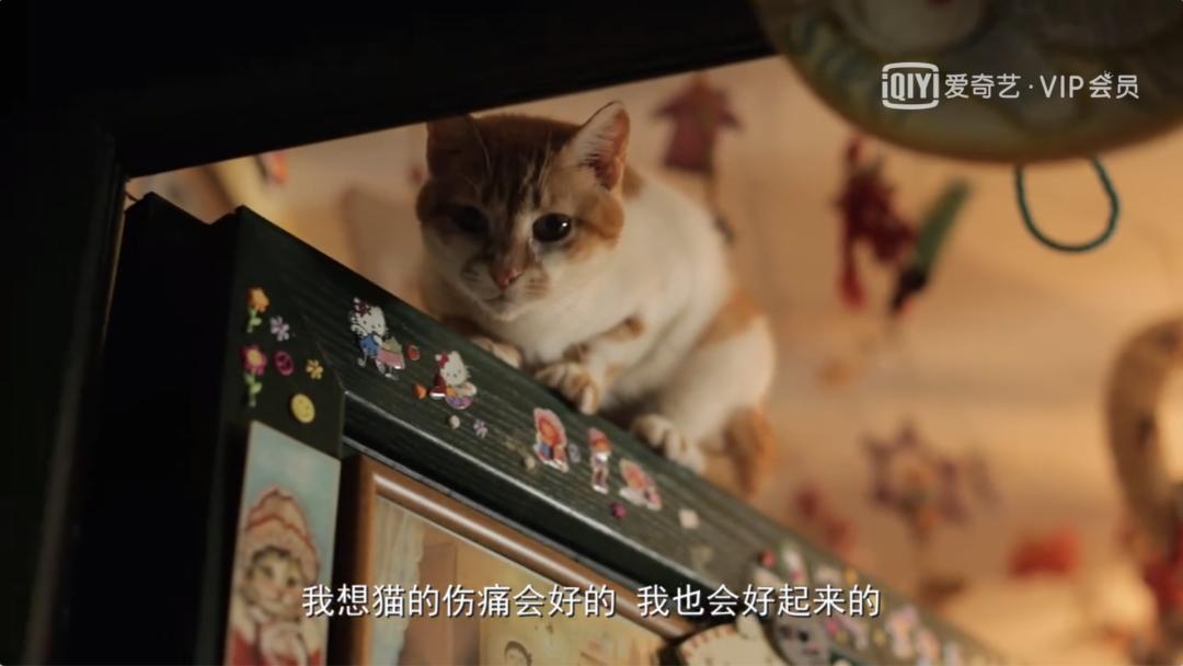 去土耳其当猫好吗,在土耳其做一只幸福的猫