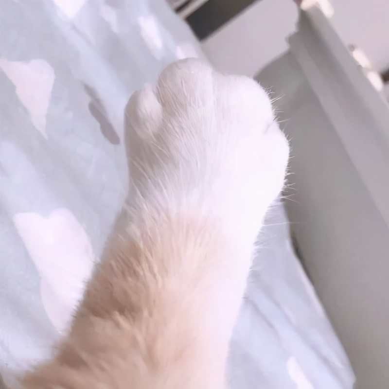 猫咪被脚臭到的视频,哪个品种的猫咪脾气最臭