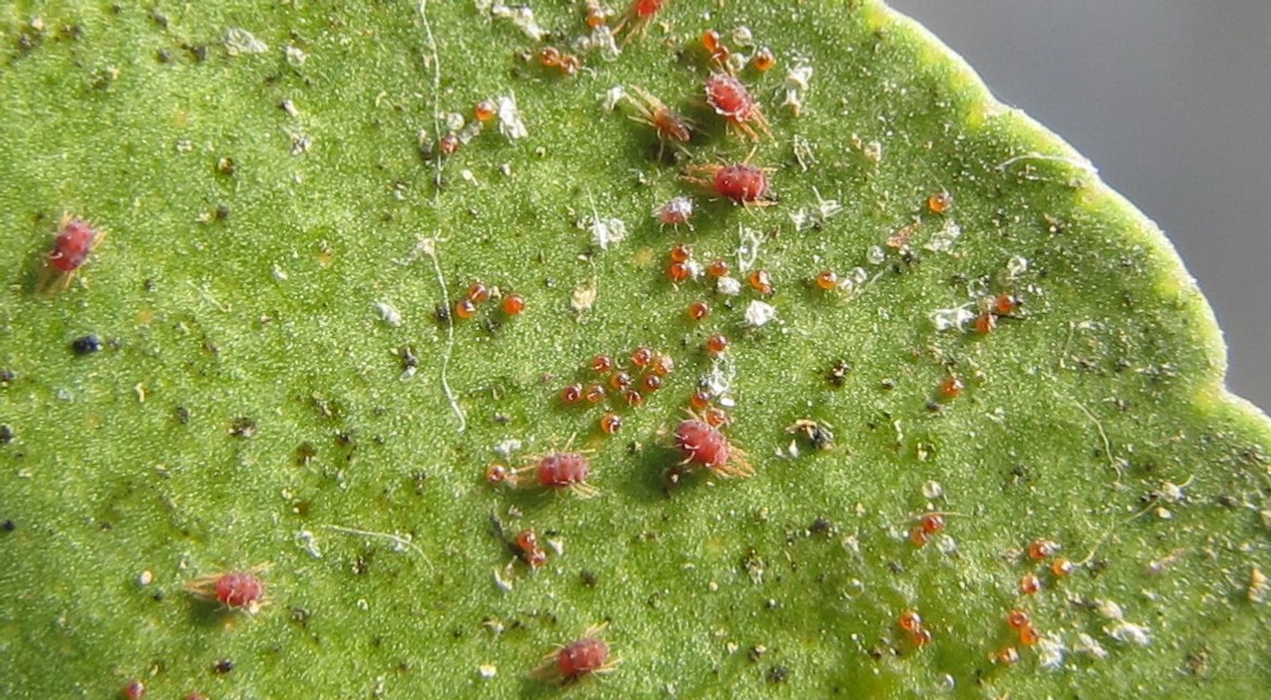 矿物油是属于杀虫剂还是杀菌剂,矿物油是杀虫剂还是杀菌剂