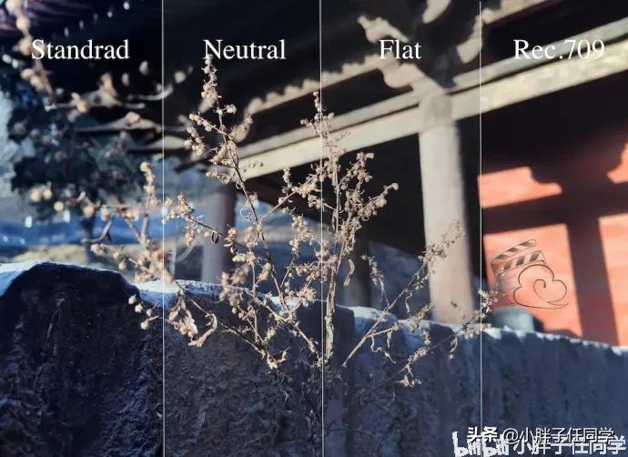 尼康d850拍摄视频用什么镜头,尼康d850配556镜头感受