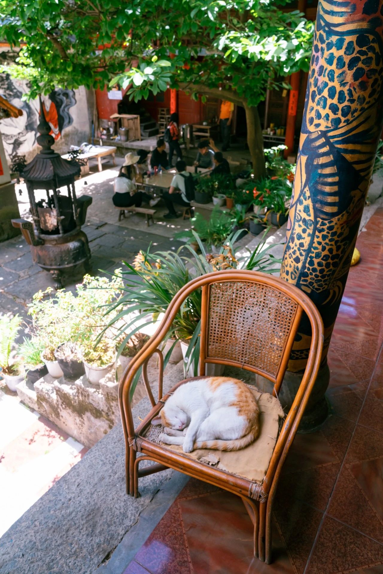 爬了近1个半小时，只为这大理苍山古寺中，孤独又可爱的大橘猫