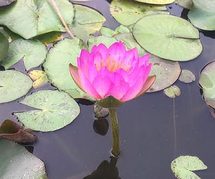 碗莲花的栽培方法图解大全,无土栽培的碗莲花怎么种