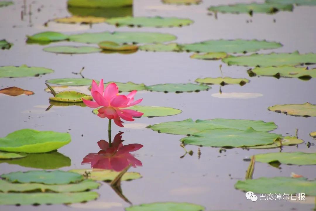 临河植物园景色,临河荷花景区