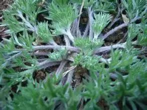 武穴又到挖野菜的时候了,江边好多人都在挖野菜,你吃了吗?