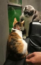 搞笑动图gif女司机,搞笑动图gif图片哪里下载