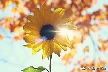 八月照相馆免费完整版,八月照相馆视频