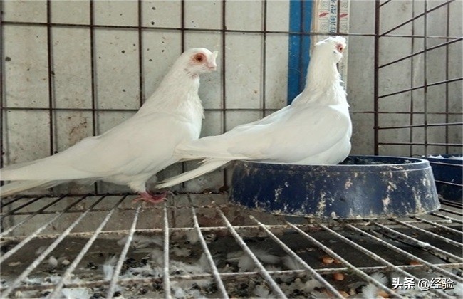 鸽子品种大全,鸽子养殖技术视频播放