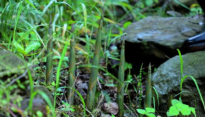 李子柒上山挖野菜视频,李子柒制作全过程视频美食