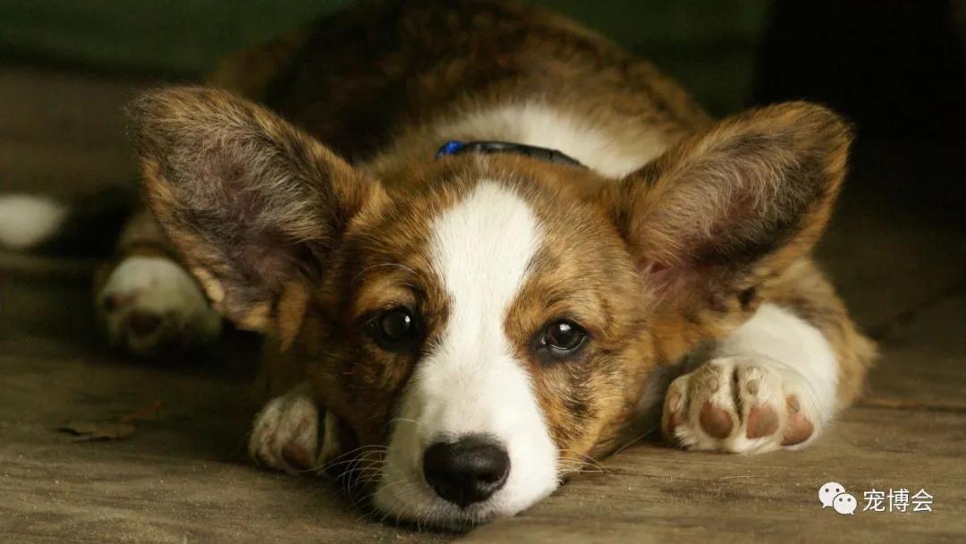 盘点狗狗被吓了一大跳,盘点被吓坏的狗狗