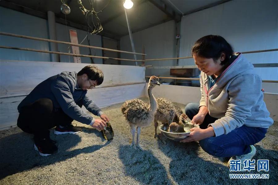 90后夫妻养殖致富,00后创业养殖鸵鸟