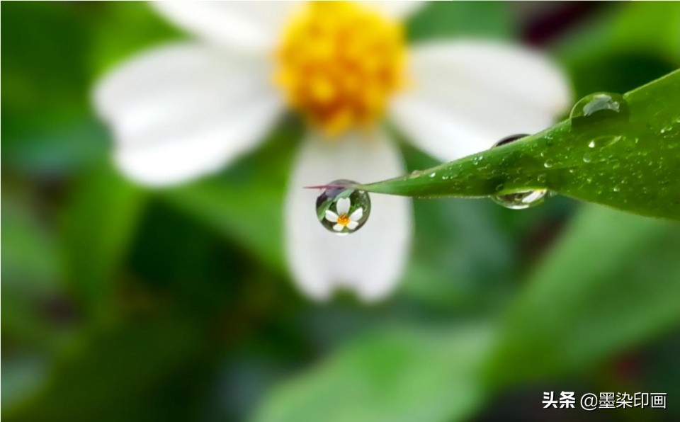 拍摄参数与技巧完全剖析微距摄影,微距拍摄技巧图片大全