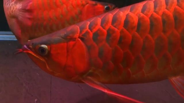 养龙鱼会出现什么病,养龙鱼有什么风水讲究和忌讳