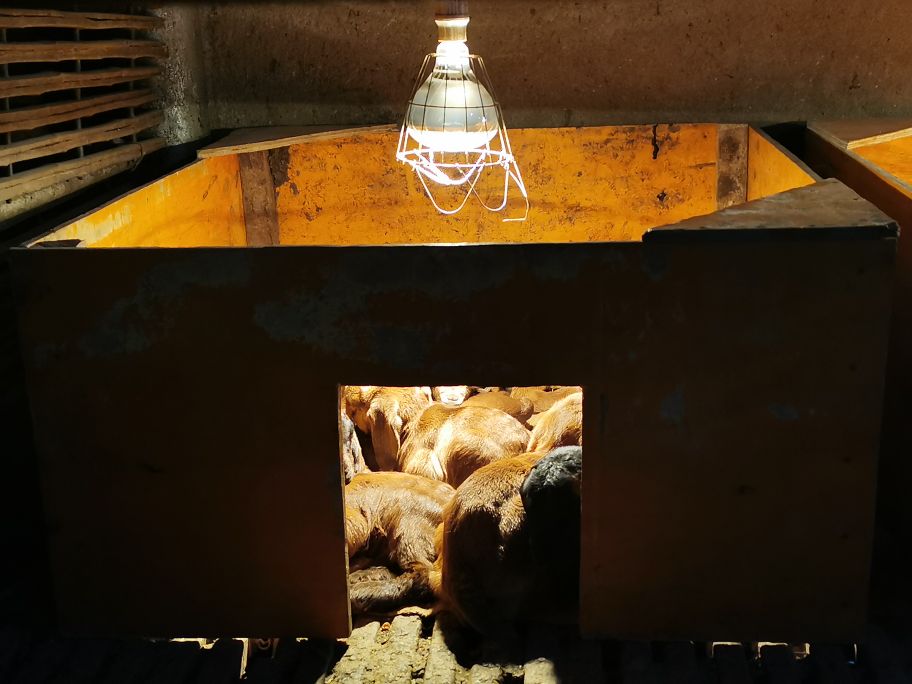 波尔山羊生了一半不生了,波尔山羊生下来就死