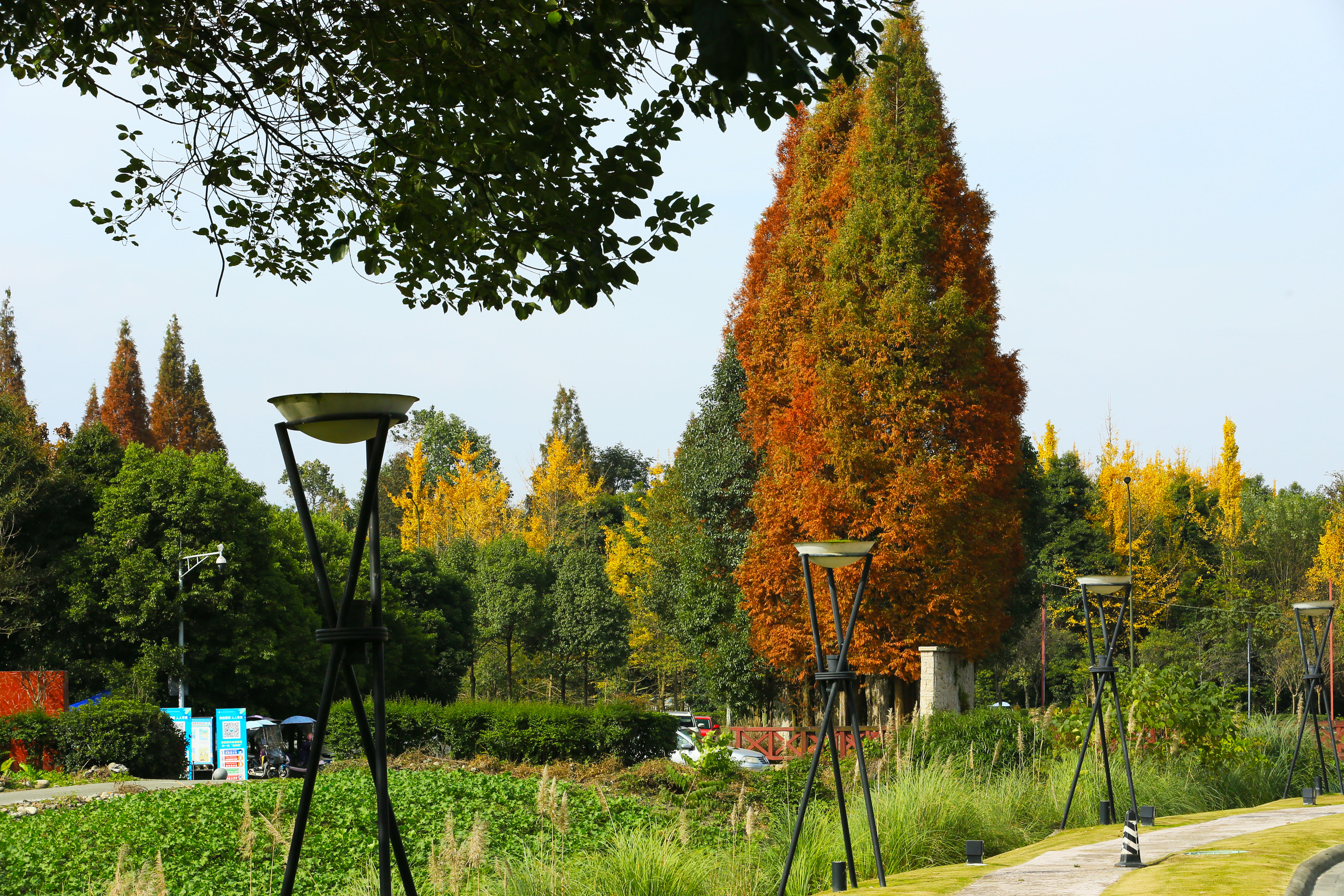 桉树林风景,自然生长的桉树林