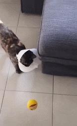 2020年,IE浏览器笑话仍不过时