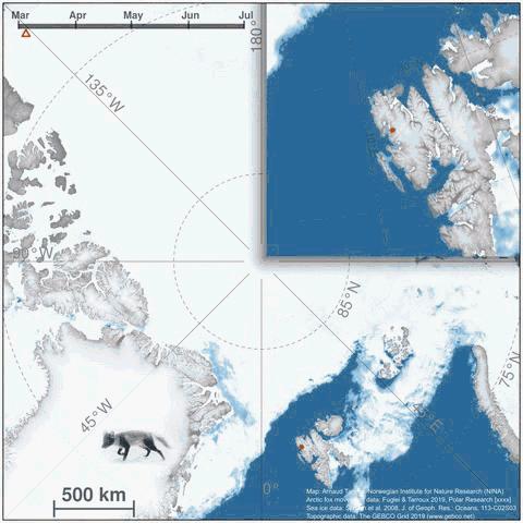 北极狐76天暴走3500公里,一只北极狐的真实生活