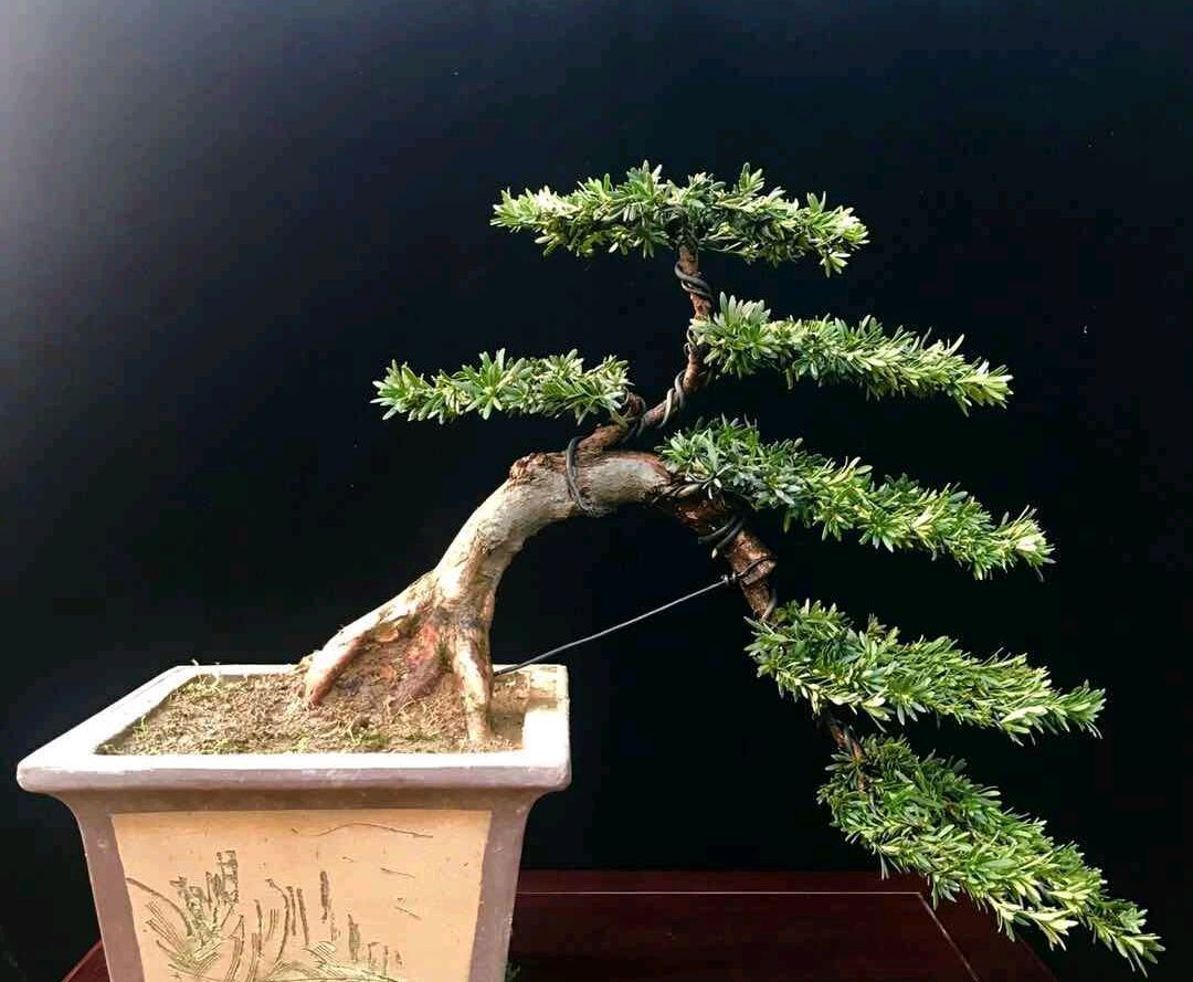 罗汉松干叶如何解决,罗汉松粗枝多如何留枝