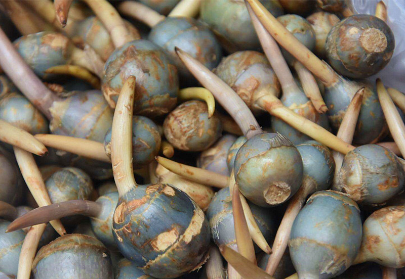 马棚茨菇,高邮大茨菇