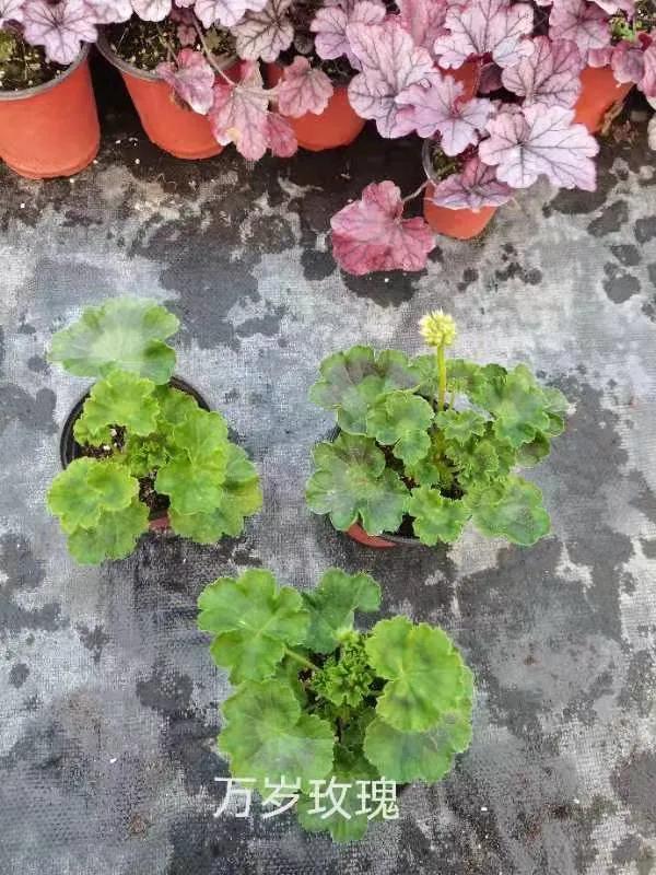 垂吊天竺葵哪些品种容易爆花,天竺葵羊宝和糖果双色哪个更爆花