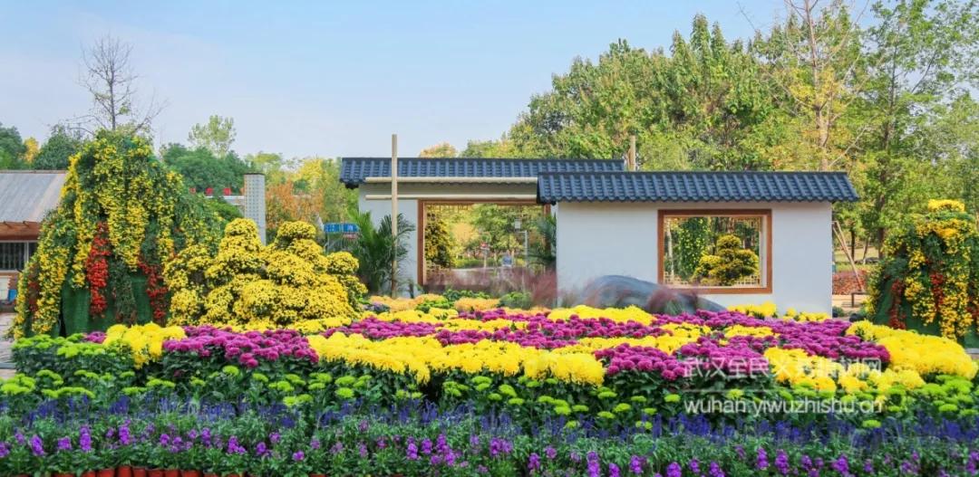 武汉第38届金秋菊展东湖展区,武汉第38届金秋菊展已开幕