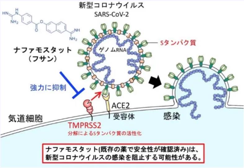 仿制药萘莫司他临床试验最新进展,萘莫司他用药指南