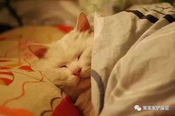 猫咪乱拉尿,打一顿解决不了问题:找出乱拉尿原因才是关键