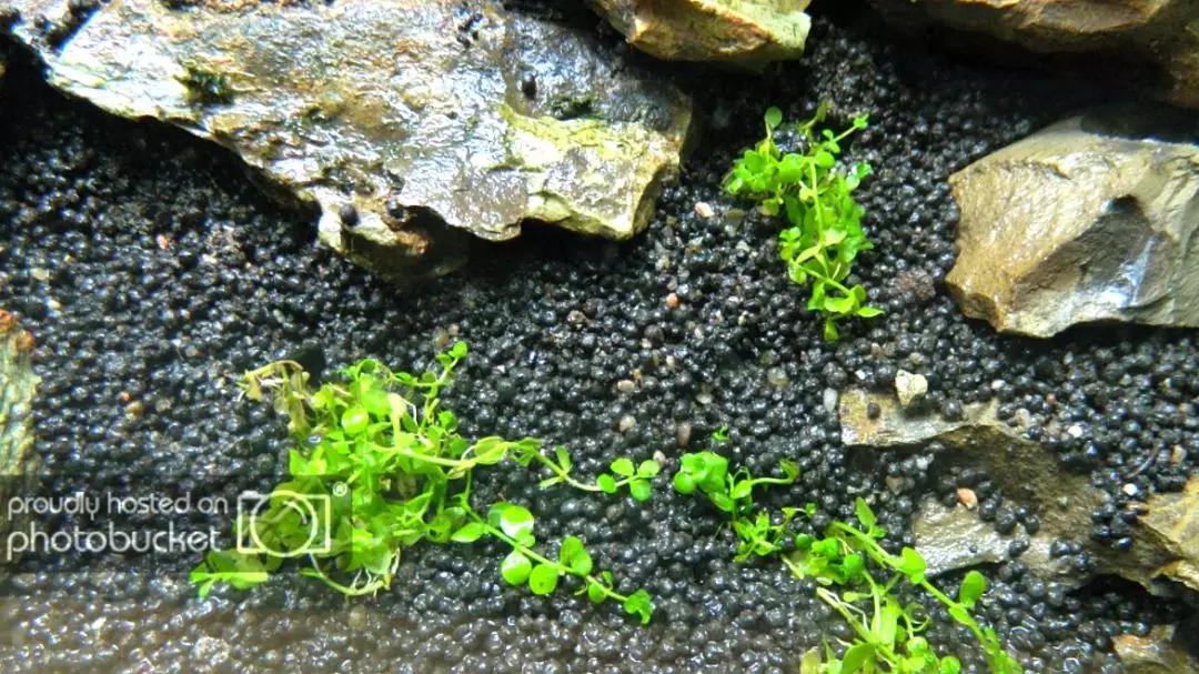 草缸造景教程：胶水造景太温柔，男人就该上电钻