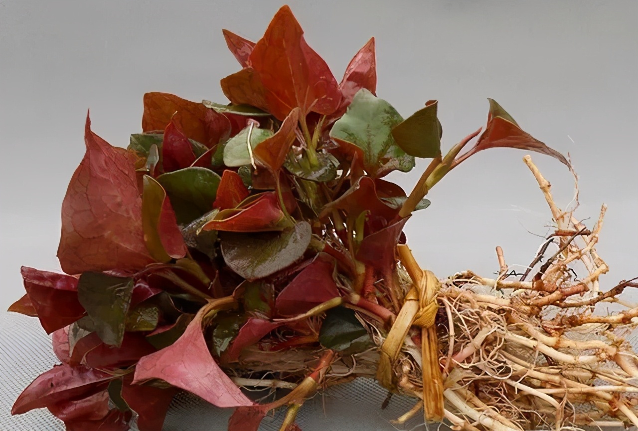 农村种植低成本创业项目,适合农村种植的创业项目有哪些呢