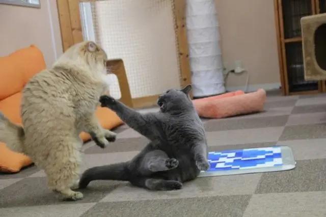 如果不给猫做绝育一辈子能生几窝,到底有没有必要给猫咪绝育