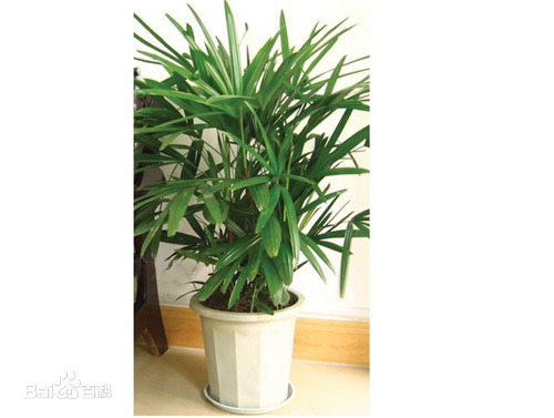 棕竹的养法大全,棕竹如何让它快速长新芽