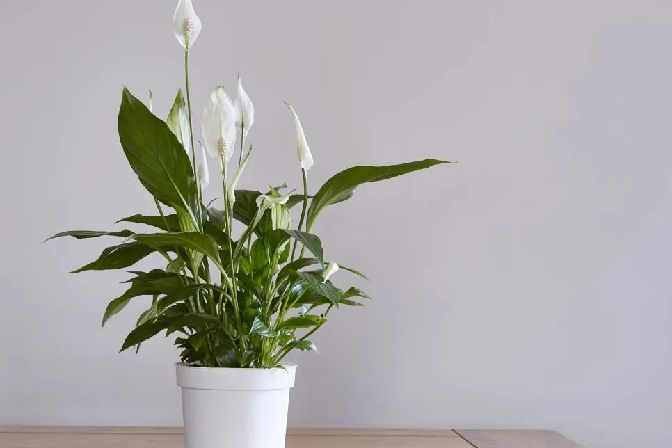 适合养在室内而较好养的绿植,室内净化养什么绿植好看