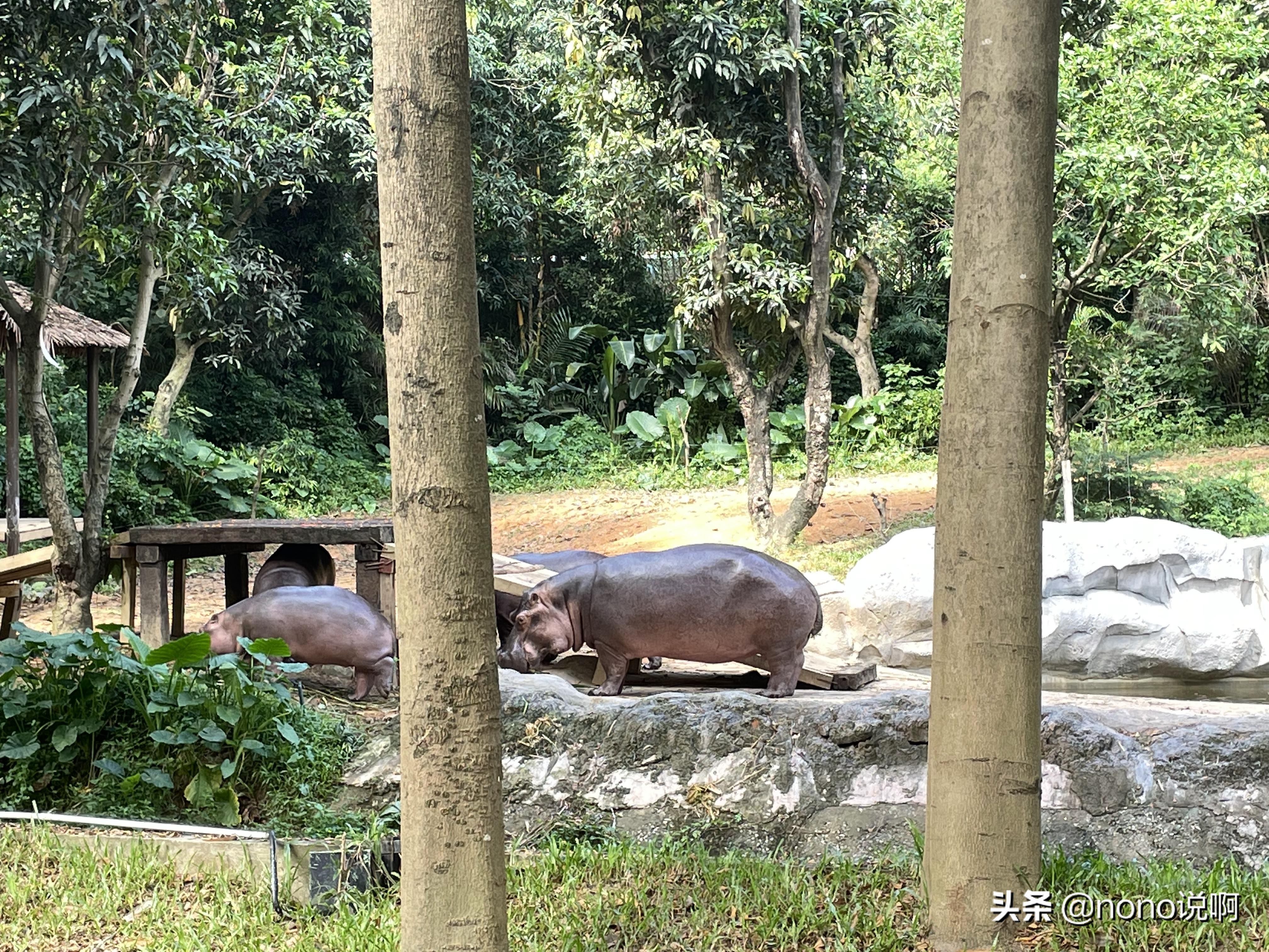 广州长隆野生动物园亲子旅游攻略,11月广州长隆野生动物园游玩攻略