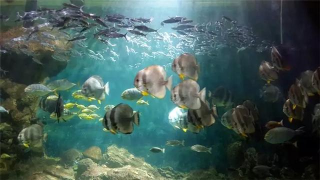 广东哪个海洋馆比较值得去,广东海底世界海洋馆哪个地方的好