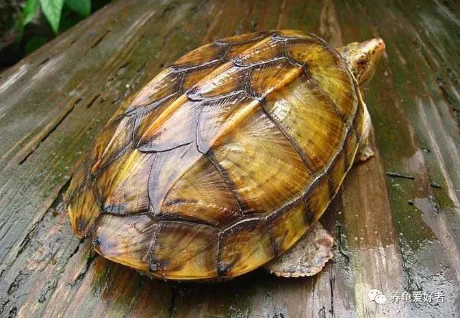 野生龟养龟教程,野生龟和家养龟有什么区别