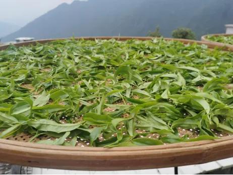 家里闲置的绿茶,家里的绿茶可以存放多久