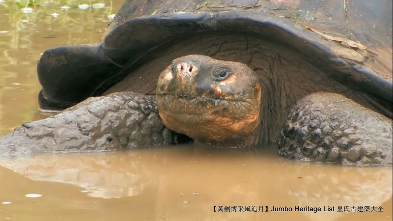 世界上最长寿的象龟多少岁,迄今发现最长寿的龟