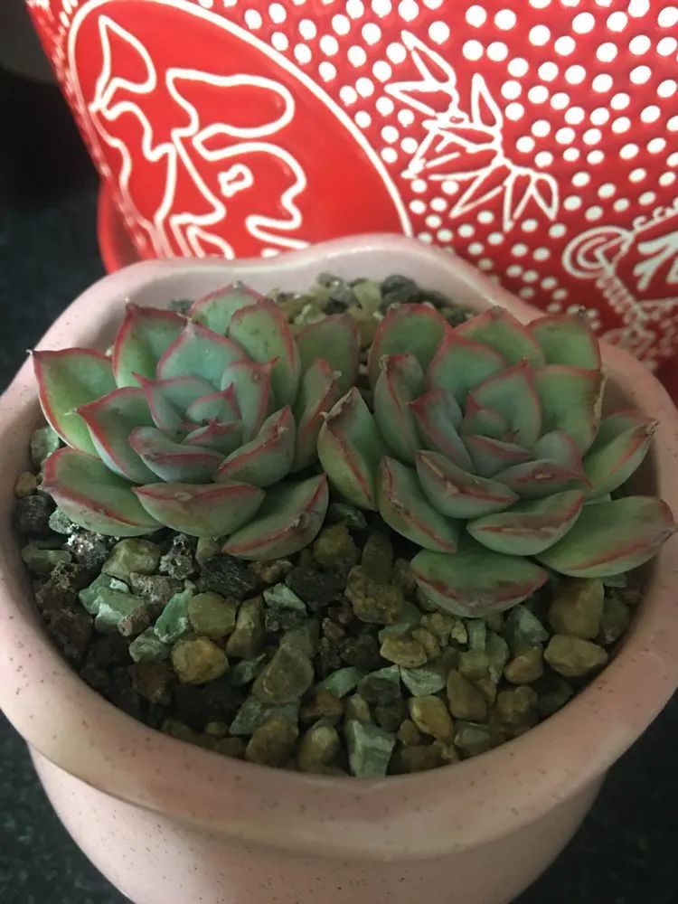 2021牛转乾坤砥砺前行,2021年牛转乾坤时来运转