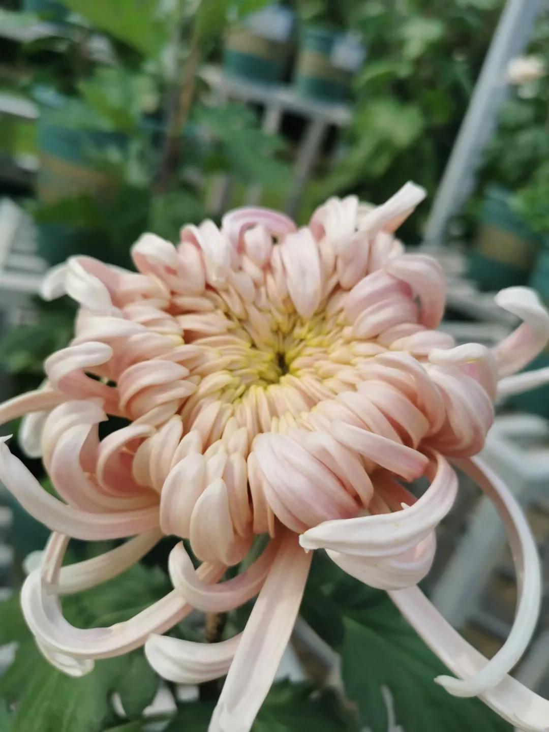 济宁蓼河公园郁金香,济宁洸府河公园花开了