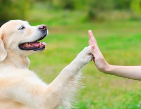 狗狗突然疯狂舔地板呕吐怎么回事,狗狗呕吐食物是死亡征兆吗