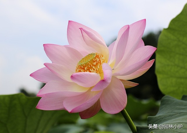 荷花芙蓉是莲花的别称吗,荷花的别称有两种分别是什么