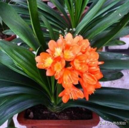 君子兰怎么养出宽大肥厚的叶片,君子兰怎么养叶片才茂盛